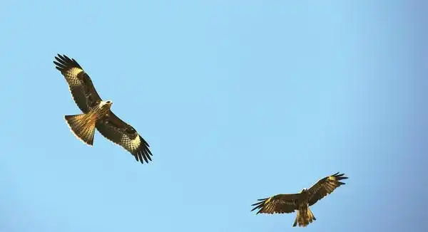 新疆之行——戈壁滩上翱翔的雄鹰