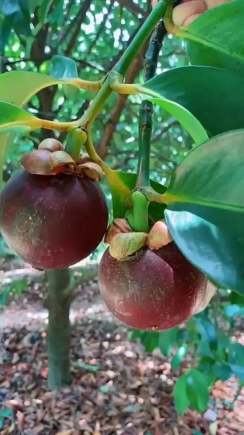 真正的山竹树长这样