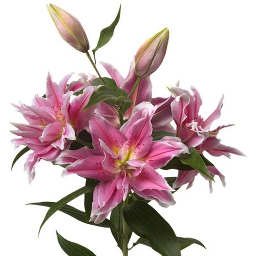 重瓣香水百合花种球带牙种子多头四季开花矮生浓香室内外花卉盆栽