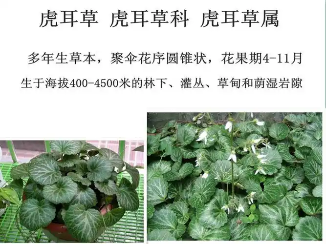这是什么花草?