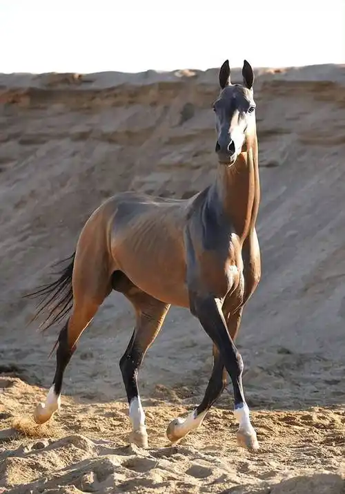 1945年6月24日胜利大阅兵:朱可夫骑的马是"汗血宝马"吗?