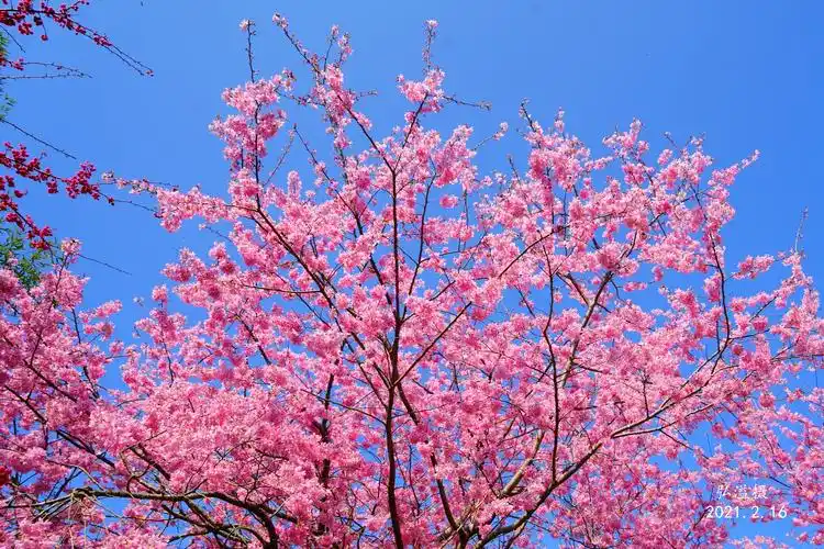 最美樱花永福开