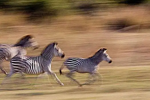 跑,斑马
