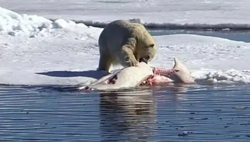 极为罕见!北极熊捕杀白鲸,一口掀开"头盖骨"使其当场毙命!