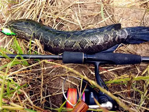 根据黑鱼习性总结出的钓黑鱼必备技巧