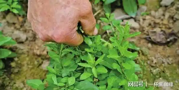 这种芽菜30元一斤春天才吃得到口感嫩味道鲜营养滋补