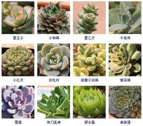 植物种类名称及简介大全================关于那花园================