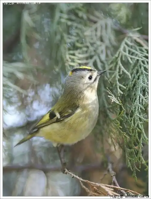 生态活泼可爱的戴菊打鸟小型鸟之体会
