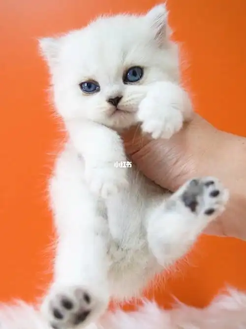 英短银渐层弟弟一只700元