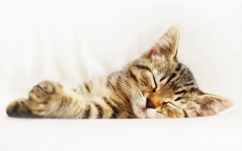 可爱猫咪壁纸桌面