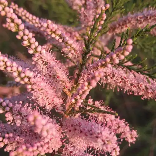 柽柳树的花儿开的好美啊