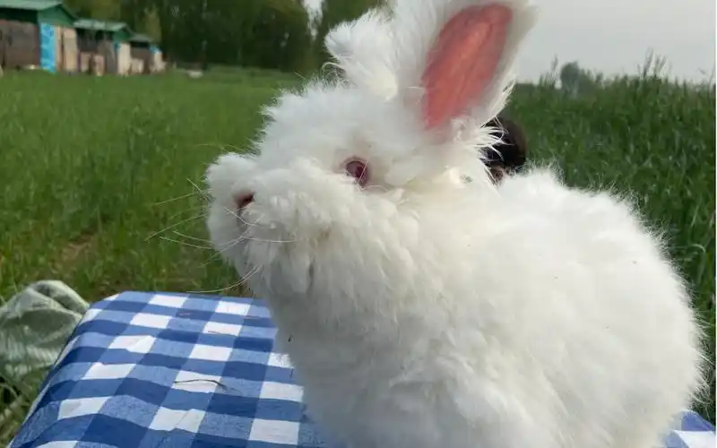 白色安哥拉兔 公母都有 4个月——8个月 白色可爱 体内外驱虫已做