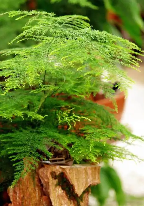 春天是文竹的生长旺季,注意观察长出的新芽.