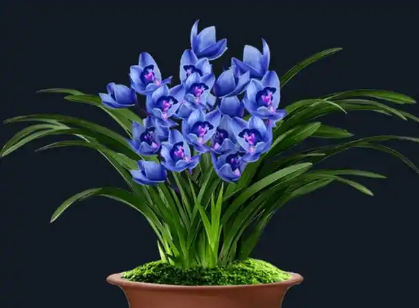 兰花图片大全大图名称(兰花图片大全大图 简笔画)