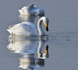 300_268gif 动态图 动图