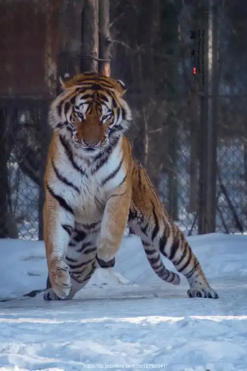 东北虎园东北虎