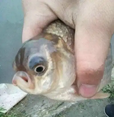 搞笑gif:你们关系有些复杂,这不像是在结婚