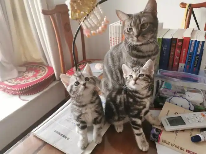 我家的美短猫妈和猫宝宝们