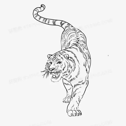 手绘威武的老虎线描免抠元素