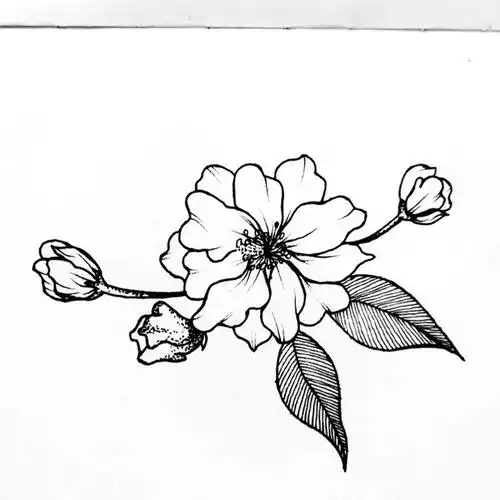 花卉速写海棠花