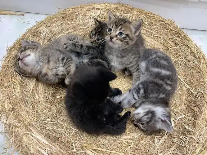 已领养情人节出生的一窝奶猫狸花灰白黑