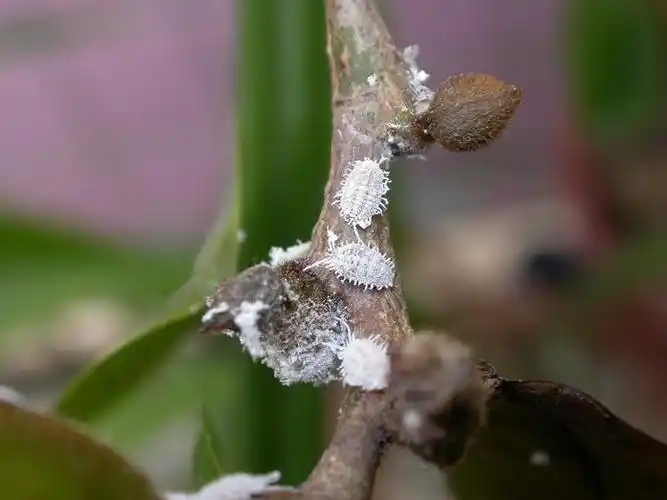 爱心公益-中国兰花交易网社区