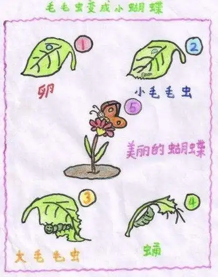 幼儿能够大胆的展示自己,动手创意绘画毛毛虫的生长过程,从而了解蝴蝶