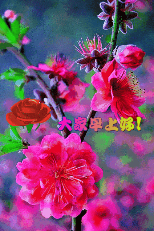 6月清晨群发的早上好图片动态的带鲜花温馨早上好动态表情图片