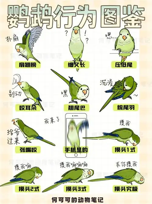 鹦鹉行为图鉴④咱就是卑微摸头四部曲