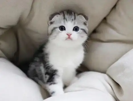 苏格兰折耳猫价格_折耳猫多少钱一只_折耳猫图片 _狗铺子