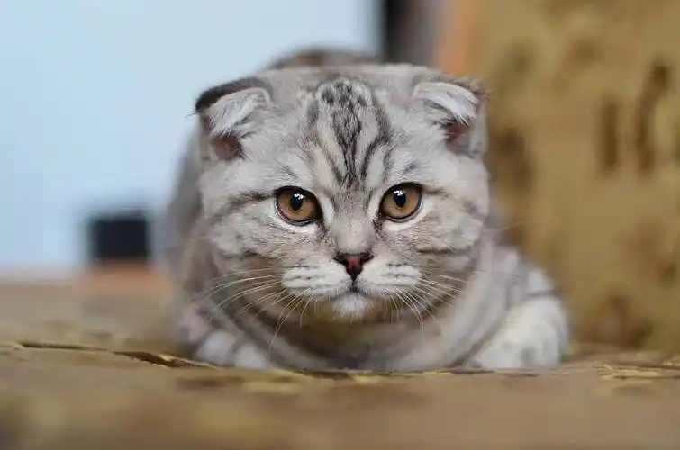 苏格兰折耳猫,灰色,小猫_高清图片_全景视觉