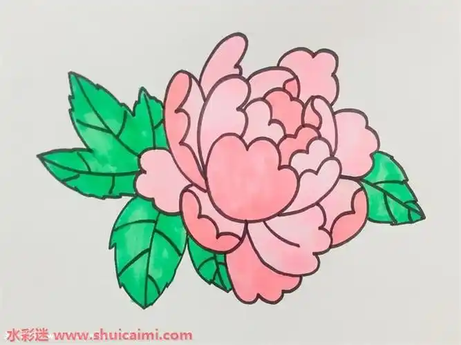 牡丹花怎么画牡丹花简笔画图片带颜色