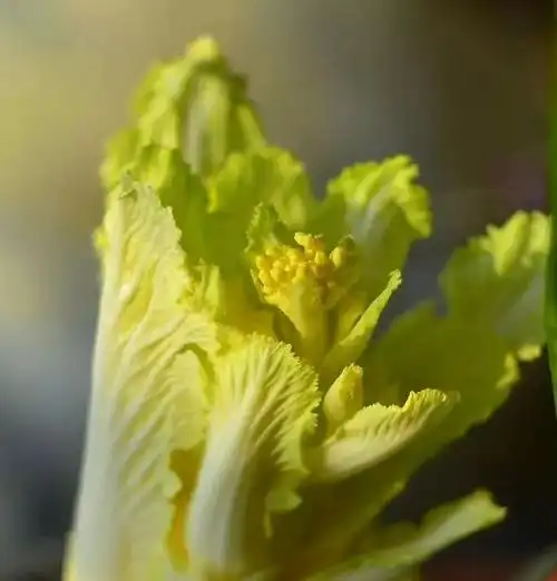 白菜头开花 - 美篇