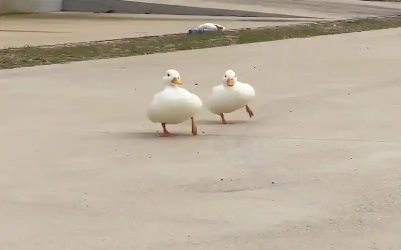 鸭子走路搞笑系列,脚步和音乐完美融合,看一次笑一次