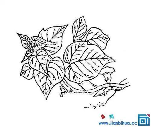 番薯叶子简笔画高清番薯叶子画法