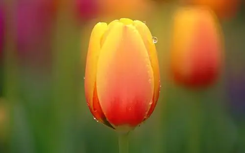 灿烂清新郁金香