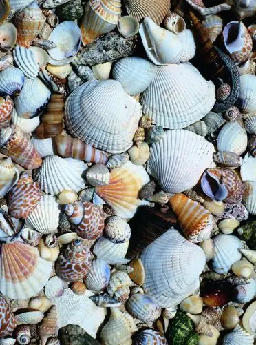 海洋生物,动物彩色贝壳 明星图片