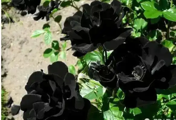 黑色鸢尾花黑色鸢尾花非常稀少,花期是在3-4月,野生的黑色鸢尾花一般