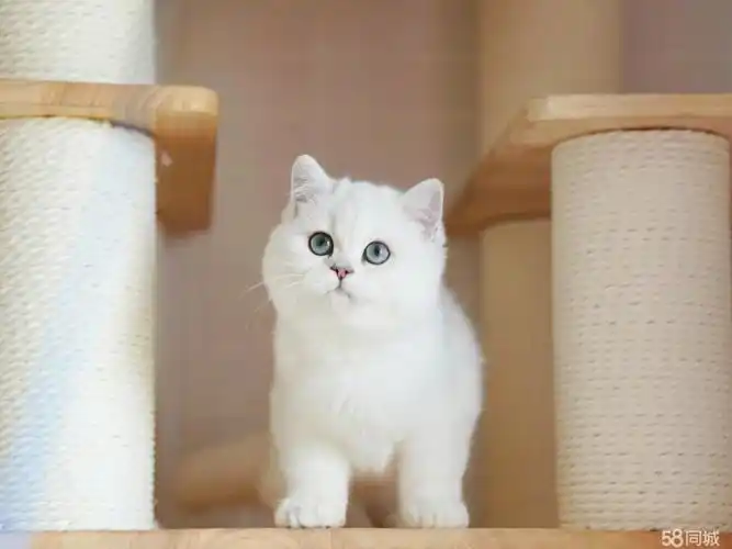 今日特价【温顺银渐层猫】靠谱猫舍|很甜美|365天指导【点我咨询】