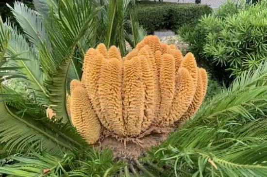 裸子植物(裸子植物被子植物区别)