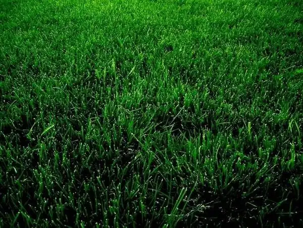 在图片右上角,有一个使用两字,请点一下,这样就可以满眼绿色,保护眼睛