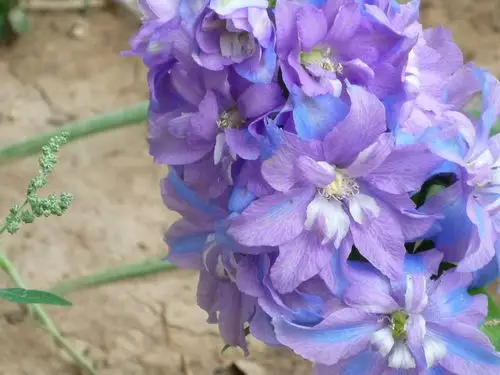 一种蓝紫色的花,一小簇.很漂亮.谁知道它的名字?