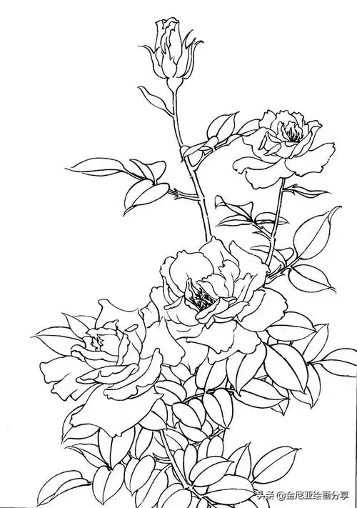 工笔画月季花,黑白线稿