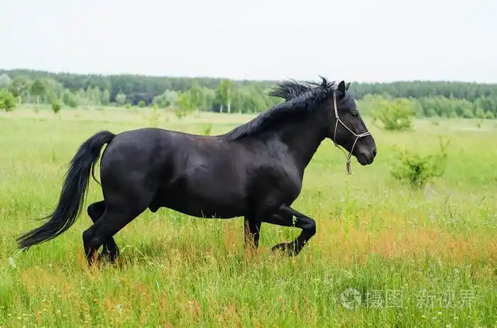 美丽的黑马长的鬃毛和尾巴在绿色的田野高高的草丛中