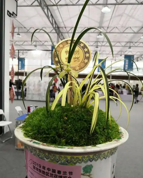 你是怎么看待天价兰花的