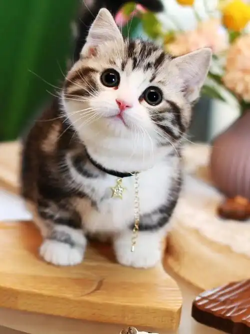 矮脚猫起司猫杭州猫舍