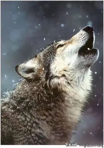 赐予我太多的伤 血已干涸 痛却印在我心上 我是一匹狼 一匹孤独的狼