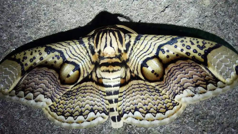 喜欢鳞粉的刺儿