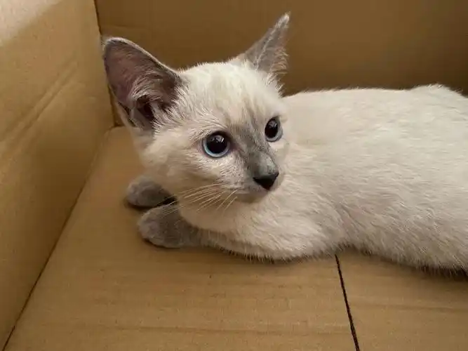 小小暹罗猫