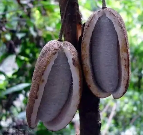 这个是什么果实?谢谢了!